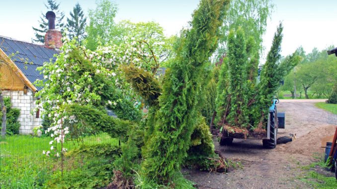 © Viesturs Kalvans - Fotolia.com Hecke pflanzen
