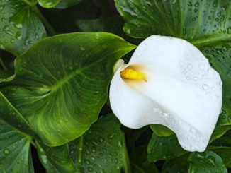 Zantedeschia vermehren