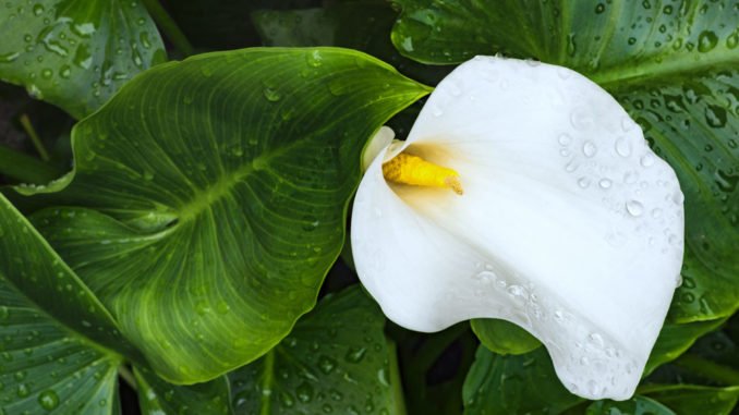 © Pavlasek Tomas - Fotolia.com Zantedeschia vermehren