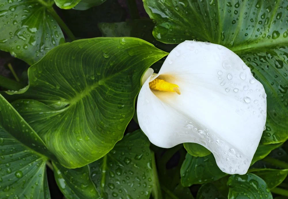 Zantedeschia vermehren