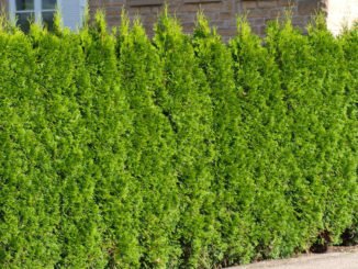 Thuja Lebensbaum pflanzen