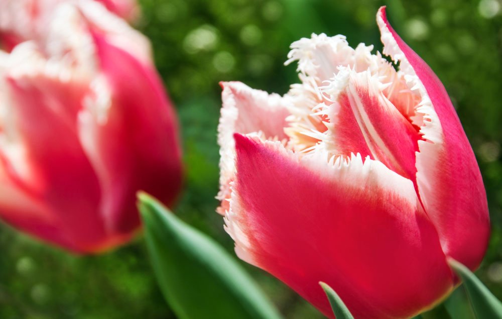 © PhotoSG - Fotolia.com gefranste Tulpen