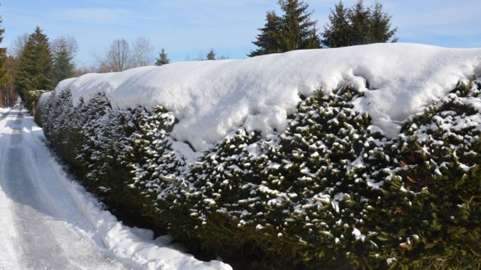 © alisseja - Fotolia.com Hecke Schnee