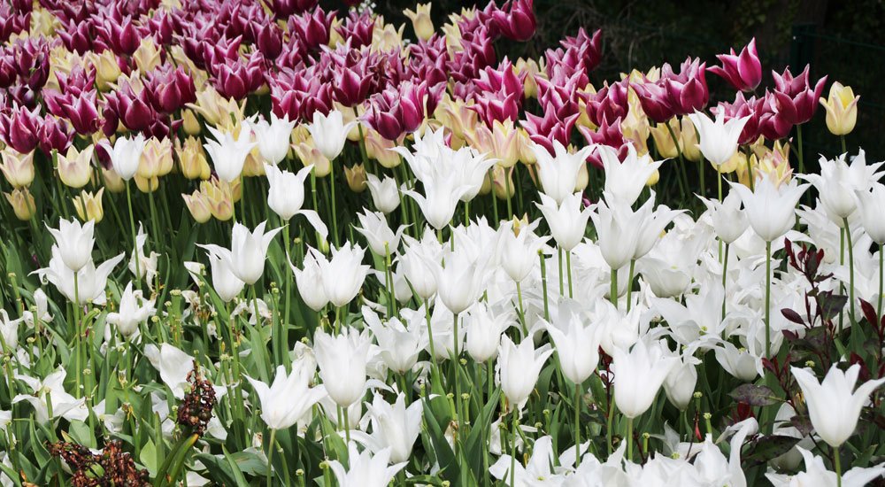 © Joerg Sabel - Fotolia.com Lilienblütige Tulpen
