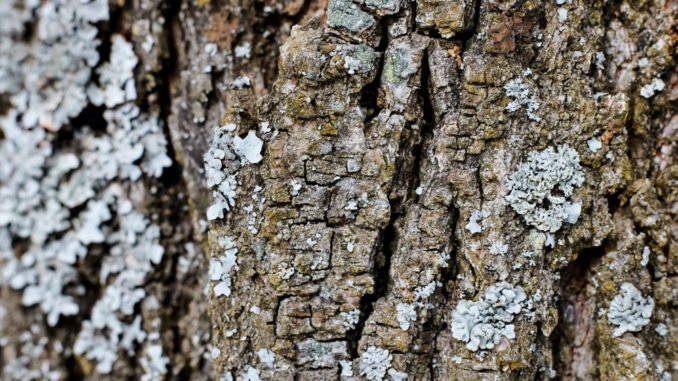 © Vera Aksionava - Fotolia.com Obstbaumkrebs vorbeugen