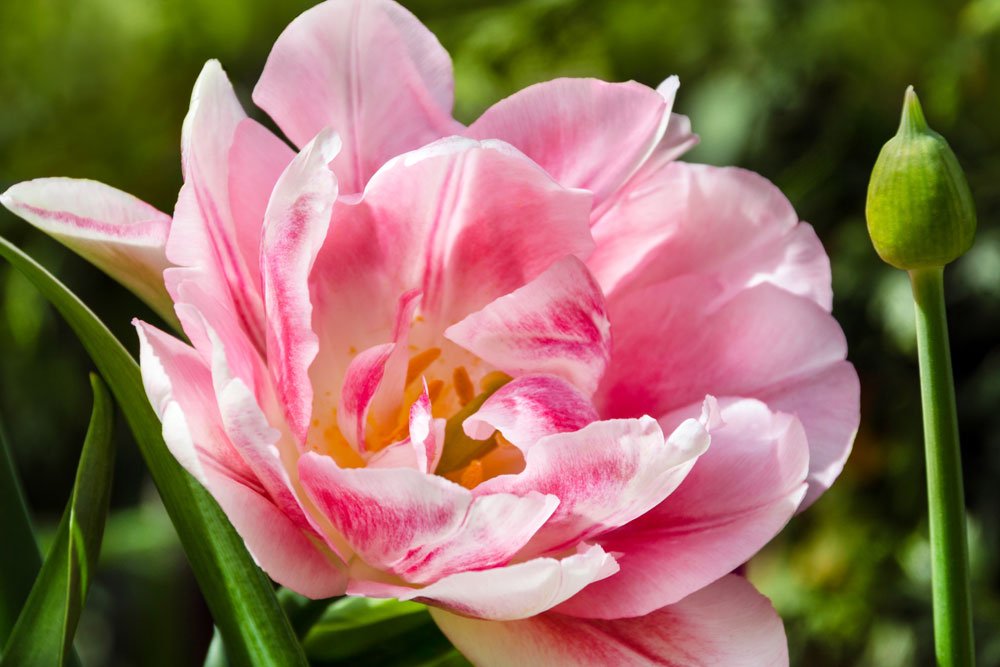 © PhotoSG - Fotolia.com Paeonblütrige Tulpen