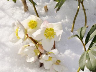 Schneerose Winter