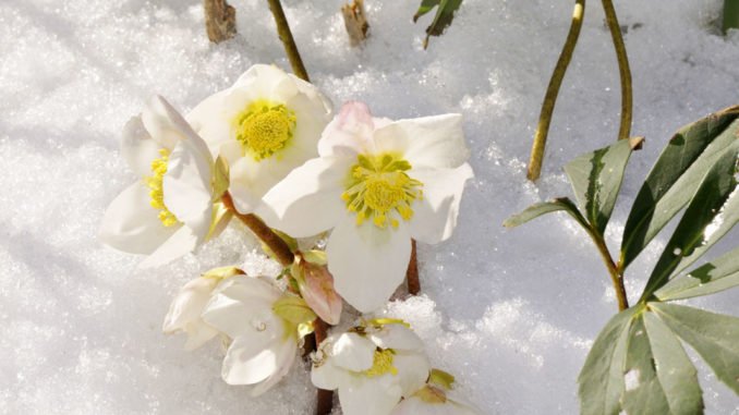 © Reinhold - Fotolia.com Schneerose Winter