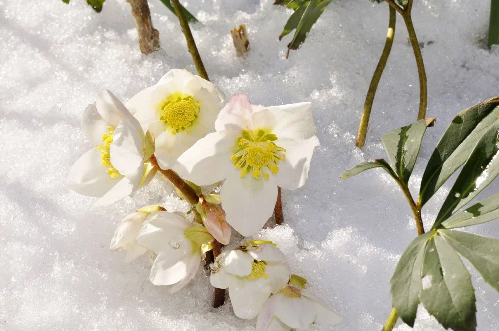 Schneerose Winter
