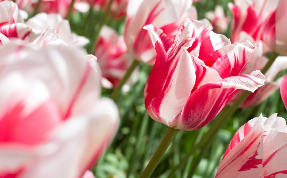 © Björn Wylezich - Fotolia.com Rembrandt Tulpe