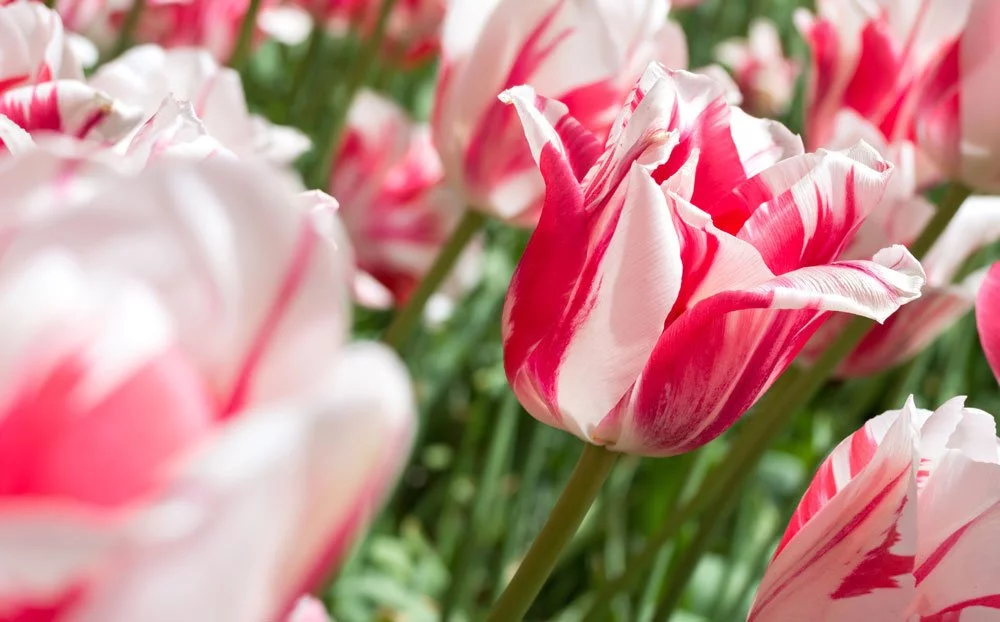 © Björn Wylezich - Fotolia.com Rembrandt Tulpe