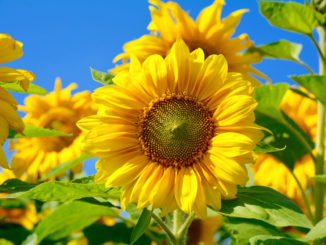 Sonnenblume im Topf
