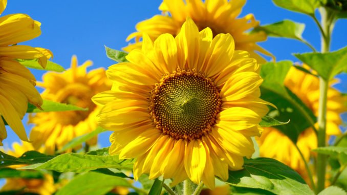 © S.H.exclusiv - Fotolia.com Sonnenblume im Topf