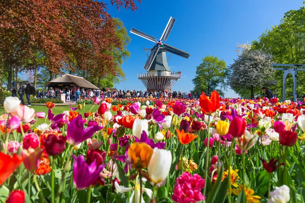 Tulpen Sorten