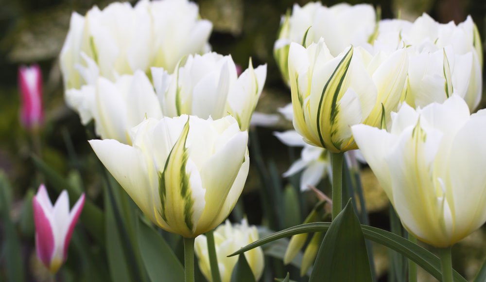 Viridiflora Tulpen