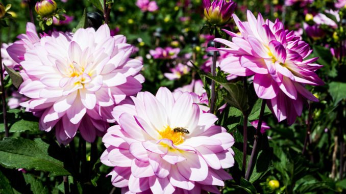 © icehawk_de - Fotolia.com Dahlien pflanzen Eisheilige