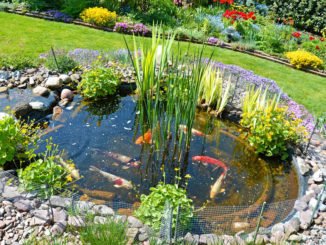 Fische Gartenteich