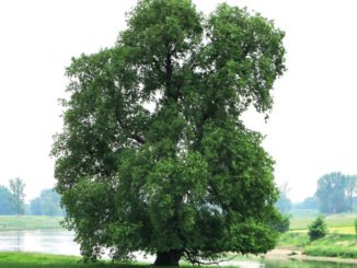 Flatterulme Baum des Jahres 2019
