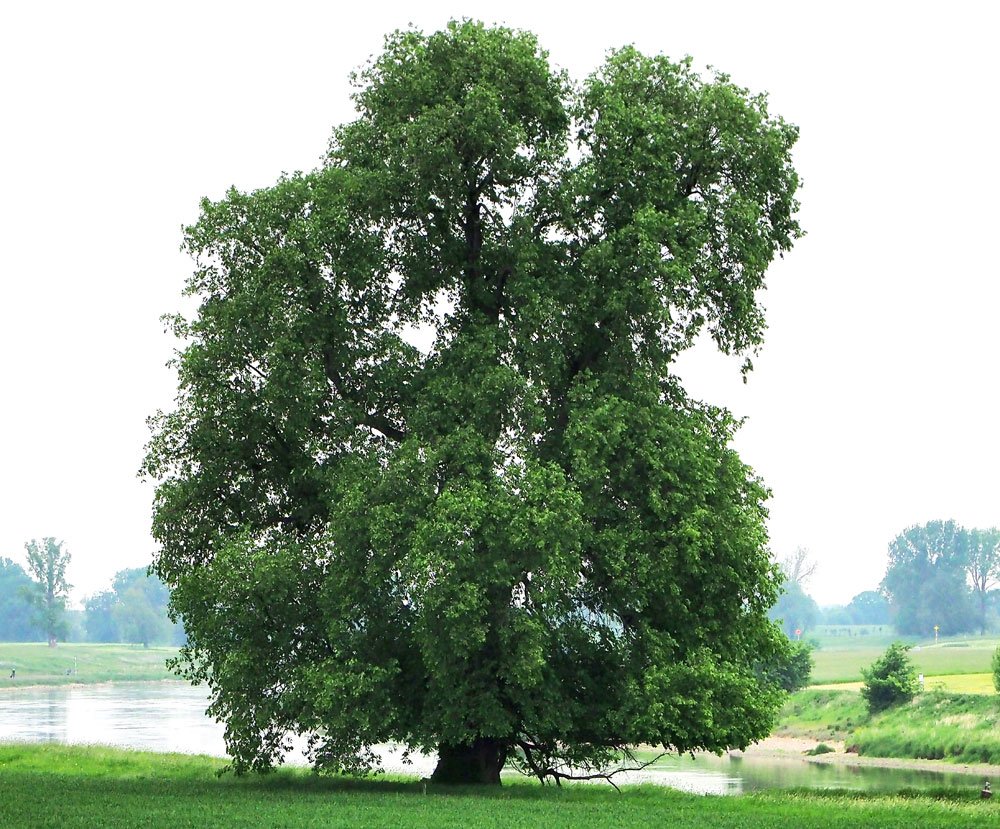 Flatterulme Baum des Jahres 2019