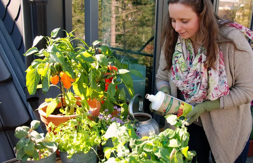 Tomaten Paprika Balkon