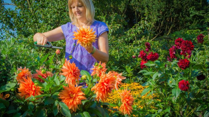 © Andrea - Fotolia.com Dahlien zupfen gießen