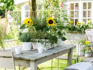 kleine Sonnenblumen