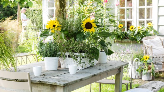 © Sunsation kleine Sonnenblumen
