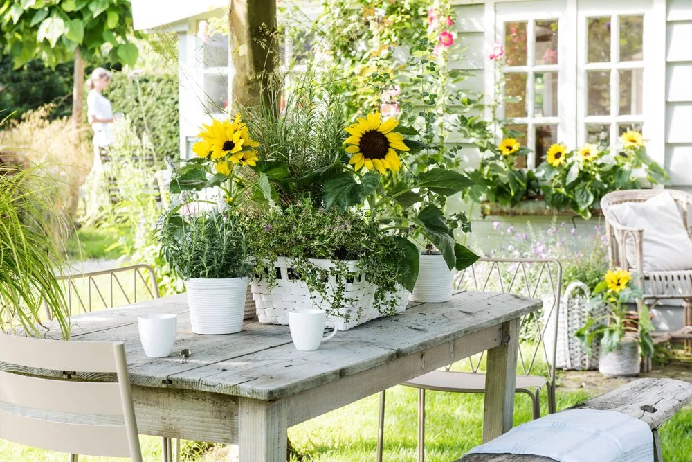 kleine Sonnenblumen