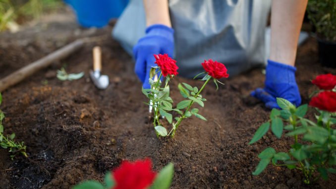© Sergey / stock.adobe.com Rosen pflanzen Rosen pflanzen