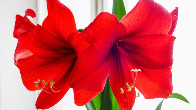 © domnichvlad / stock.adobe.com Amaryllis pflanzen