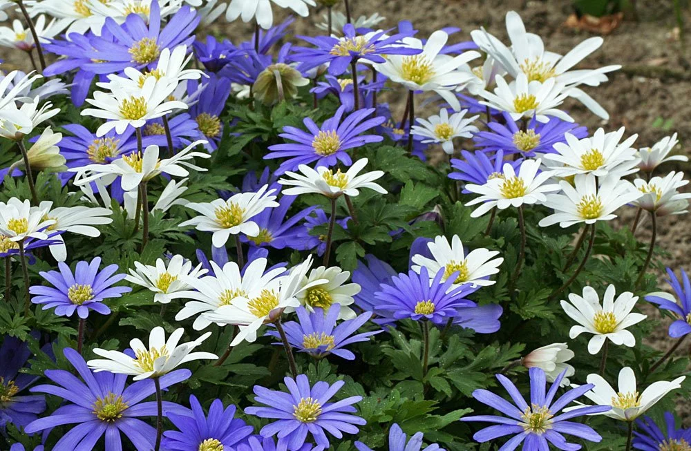 © fluwel.de Anemone blanda