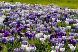 Krokusse pflanzen wann und wie?