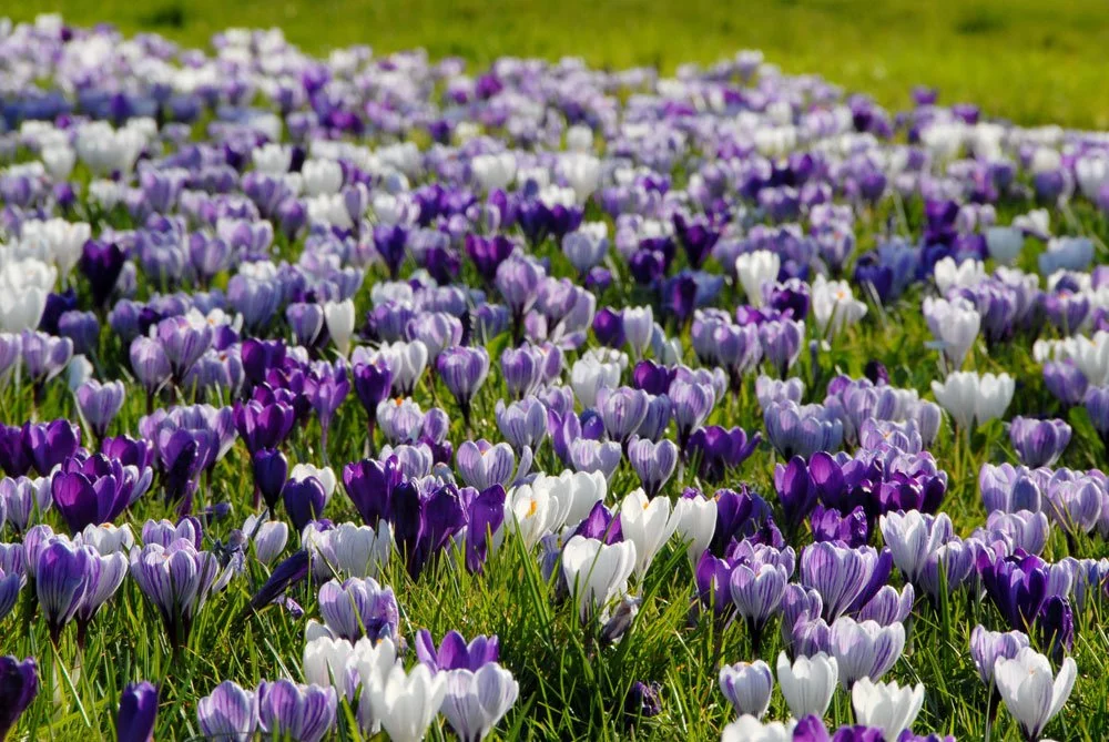 Krokusse im Herbst