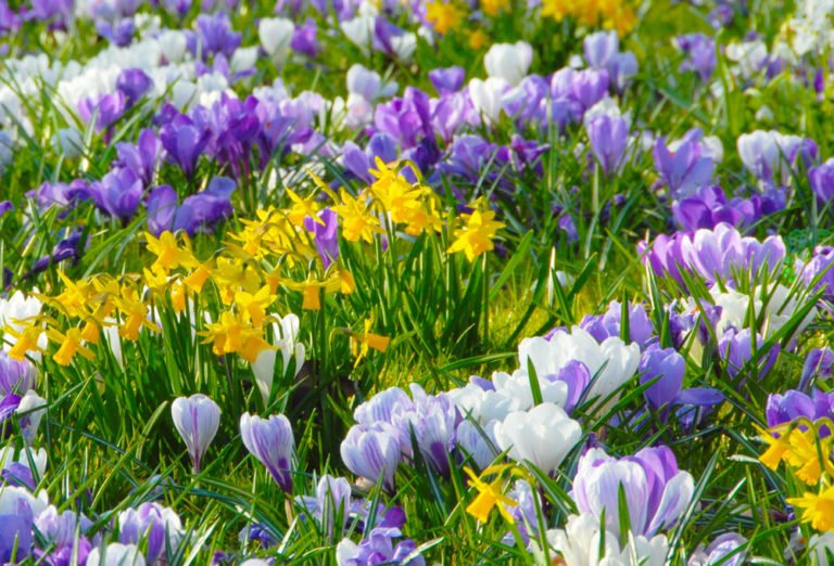 Krokusse pflanzen wann und wie?