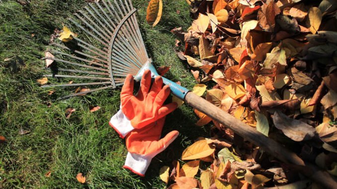 Rasen im Herbst düngen und mähen
