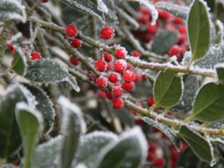 immergrüne wintergrüne Pflanzen