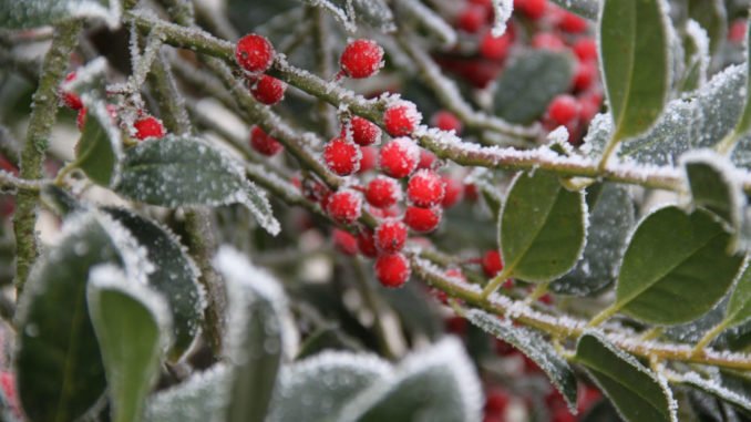 © Estelle R / stock.adobe.com immergrüne wintergrüne Pflanzen