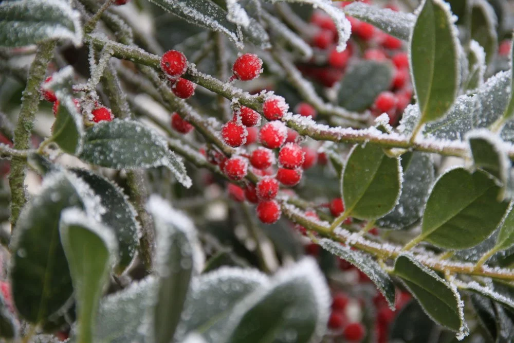 immergrüne wintergrüne Pflanzen