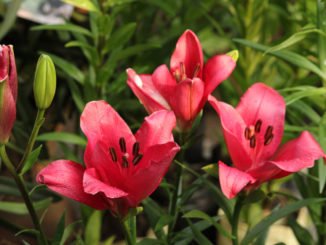 Lilien pflanzen