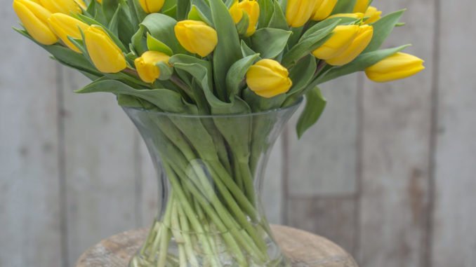Foto: TulpenZeit Tulpen Tipps