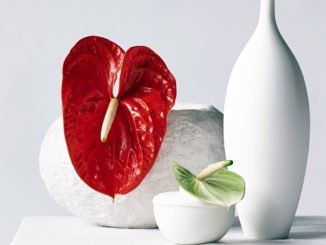 Anthurie Valentinstag