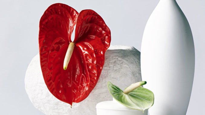 Foto: anthuriuminfo. Anthurie Valentinstag