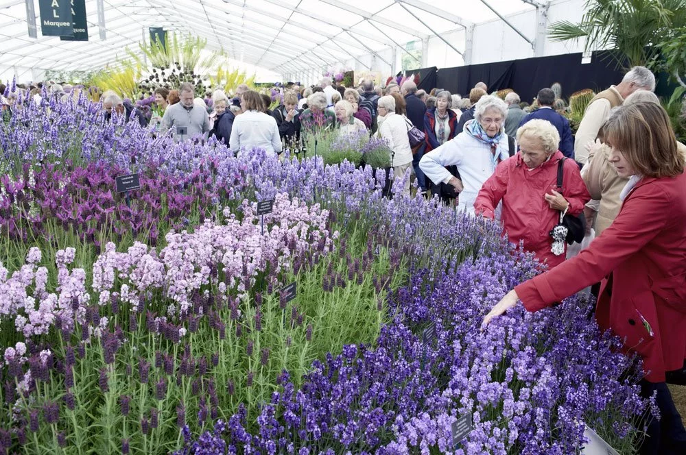 Lavendel Flowershow