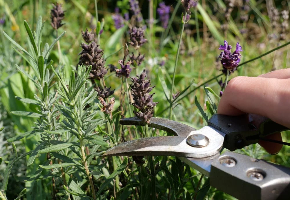 © Johanna / stock.adobe.com Lavendel schneiden