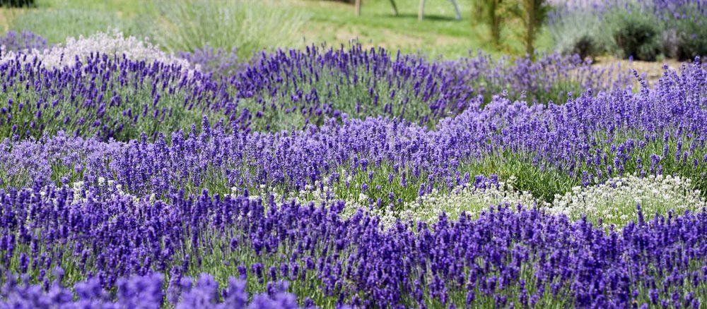 Lavendel im Topf perfekt für Balkon & Terrasse