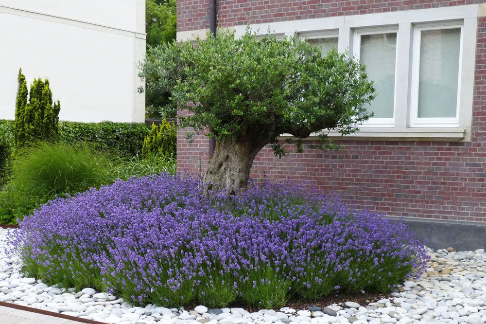 Foto: Helix Lavendel Vorgarten