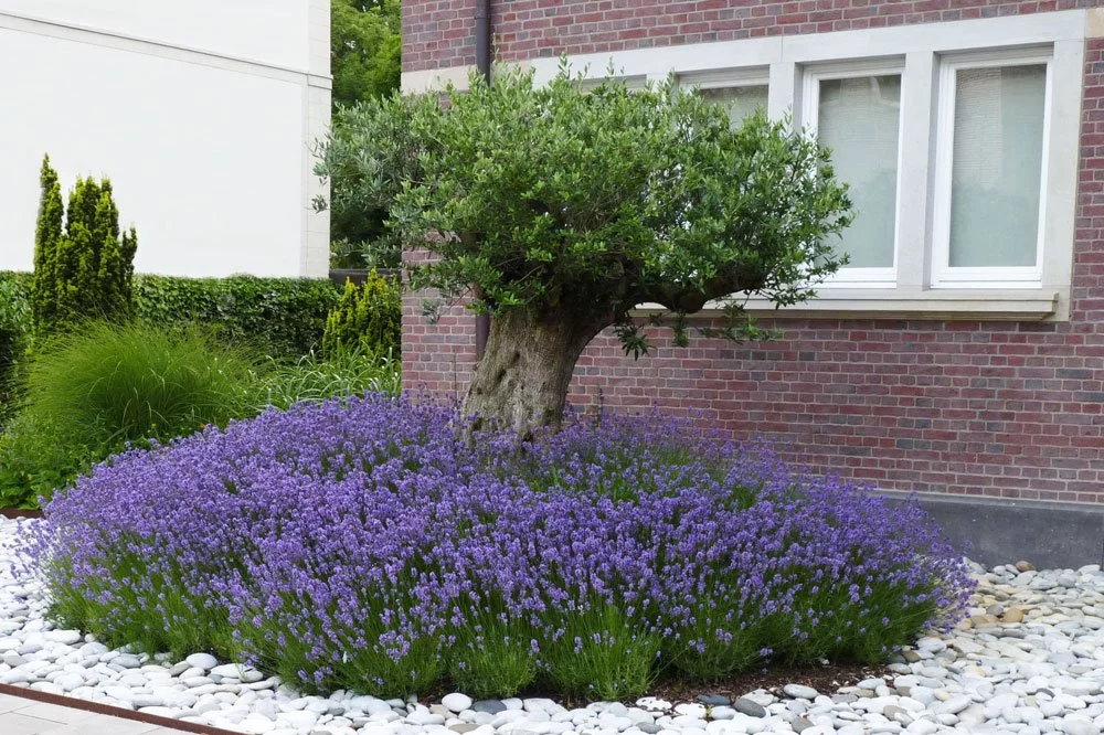 Foto: Helix Lavendel Vorgarten