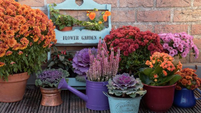 © Artanika / stock.adobe.com Topfgarten