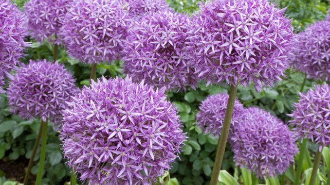 Allium Zierlauch in voller Blüte Allium