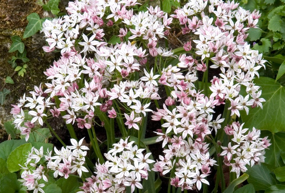 Allium Cameleon Allium Cameleon